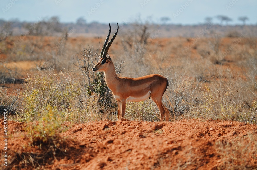 Fototapeta premium impala in the savannah