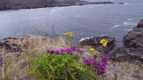 Section of coastal tundra, flowering phytocoenosis - purple milkwort (Polygala vulgaris), yellow cineraria (Tephroseris atropurpurea). Coast of Barents Sea within Kola Peninsula, Scandinavia photo