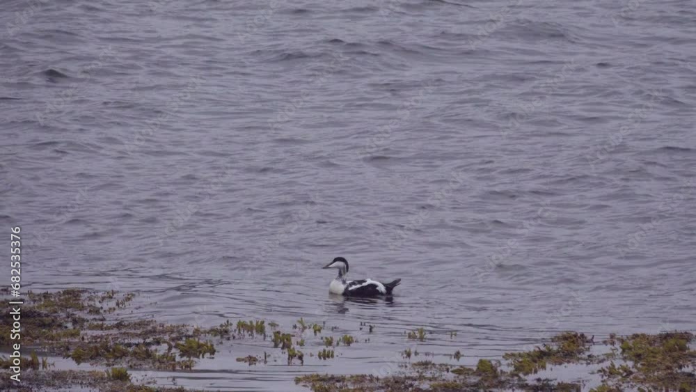 Birds of the Barents Sea. Eider (Somateria mollissima); male Birds of the Barents Sea. Eider (Somateria mollissima); male