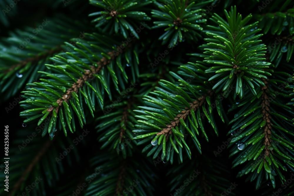 Branches of evergreen fir trees. Christmas background. Winter, holidays, nature, snow, copy space. Branches of evergreen fir trees. Christmas background. Winter, holidays, nature, snow, copy space.