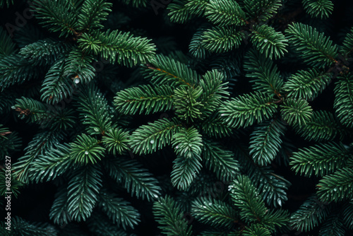 Branches of evergreen fir trees. Christmas background. Winter  holidays  nature  snow  copy space.
