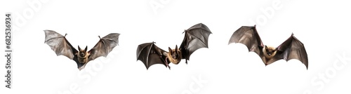 realistic bat on transparent background