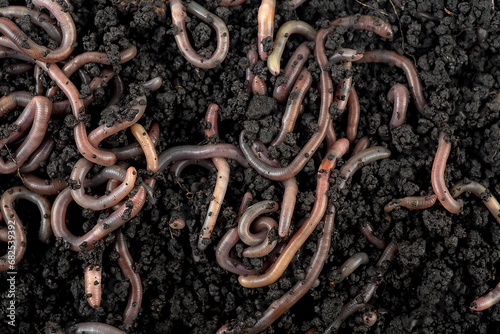 Group of earthworms in black soil and compost as background, top view. Gardening concept.