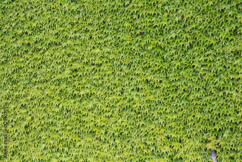 Vigne vierge mur vert  photo