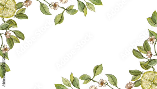 Blooming lemon tree. Rectangular frame in watercolor. Citrus slices and small white flowers on curved branches. Corner isolated pattern. Ideal for kitchen decor #682542105
