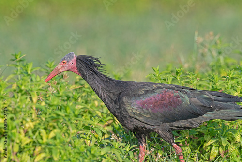 Northern Bald Ibis (Geronticus eremita) feeding in a field in Birecik, Turkey. photo