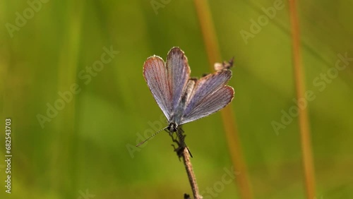 A common blue butterfly (Polyommatus icarus) resting on a grass stem photo