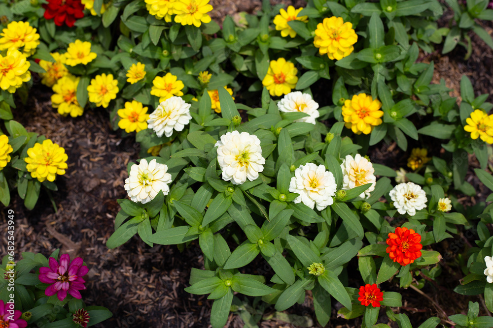 Obraz premium Zinnia flower in the garden
