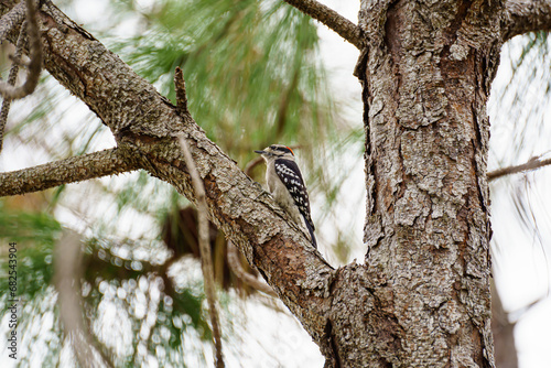 Downey Woodpecker photo
