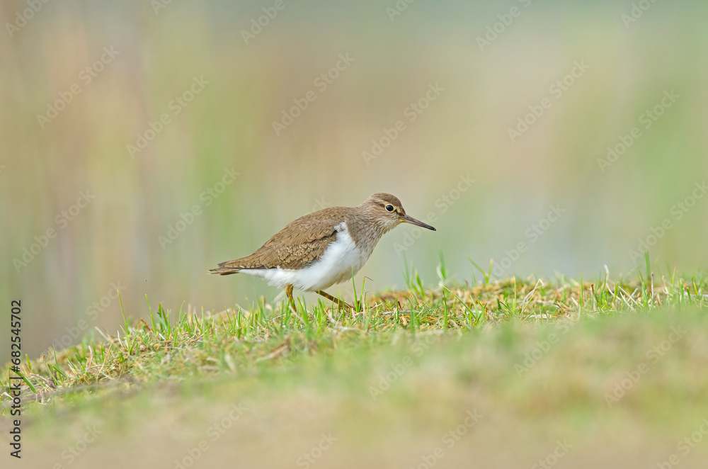 Common Sandpiper (Actitis hypoleucos) feeding in a wetland.
