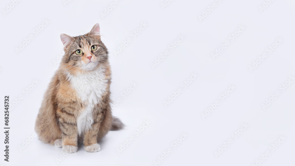 Fototapeta premium Beautiful Cat close up. Cute fluffy Kitten. Cat with green eyes. Pet. Animal care. Animal background. Empty space for text. Studio portrait of a cat sitting against a white backdrop. 