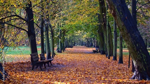 A park walkway, enveloped in fall's palette, lined with empty benches. Morning shadows evoke a sense of cheer amid solitude.