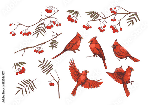 Red cardinal and rowan branches. realistic set of illustrations, vector sketches photo