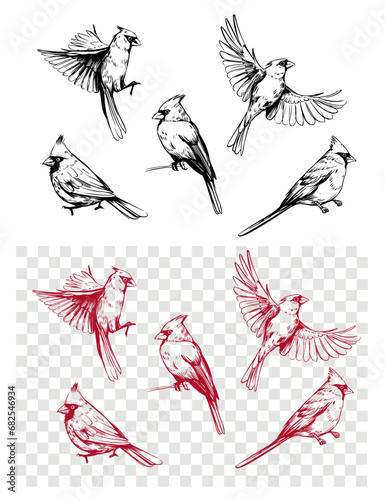 Red cardinal. nothern birds. realistic set of illustrations, vector sketches