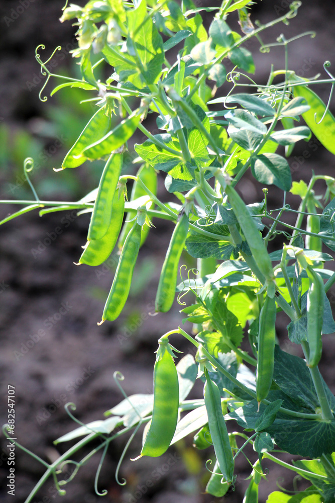 Obraz premium Green pea pods are ripening on the bush