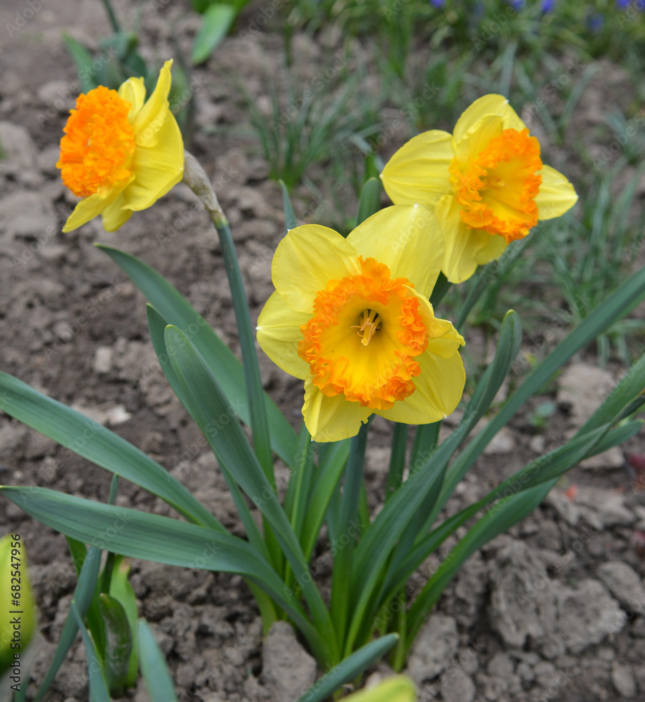 Narcissus (daffodils) bloom in the flowerbed. Narcissus (daffodils) bloom in the flowerbed.
