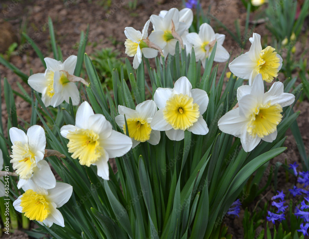 Narcissus (daffodils) bloom in the flowerbed. Narcissus (daffodils) bloom in the flowerbed.