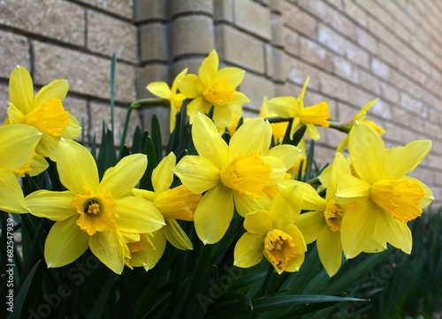 Fototapeta Naklejka Na Ścianę i Meble -  Narcissus (daffodils) bloom in the flowerbed.