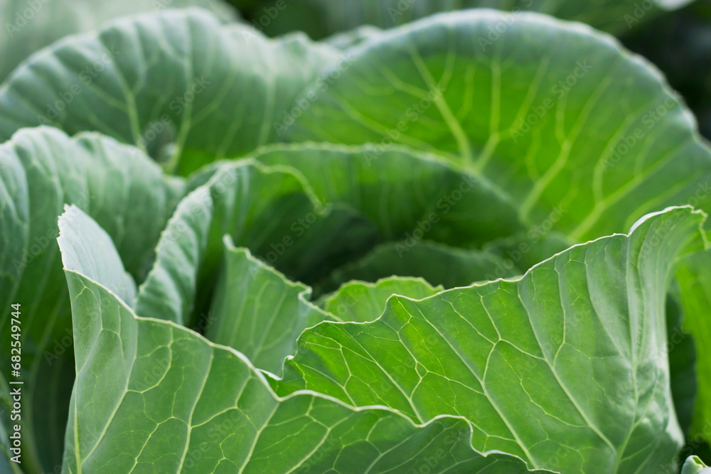 green ripening cabbage head leaves in the garden with close up green ripening cabbage head leaves in the garden with close up