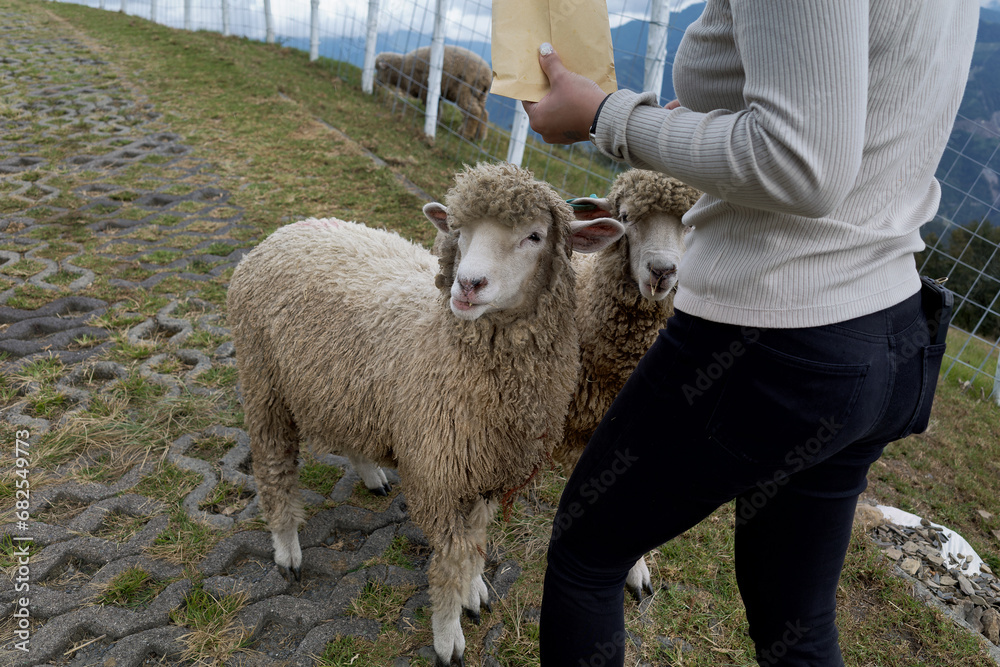 sheep feeding at qingjing farm