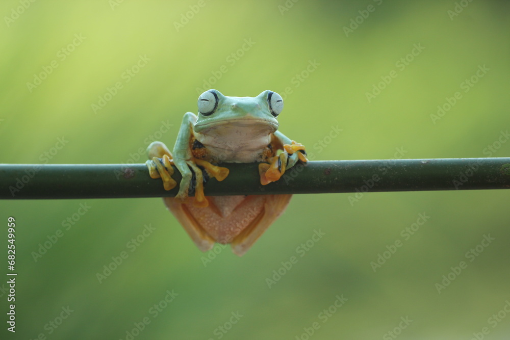 frog, cute, a cute frog
