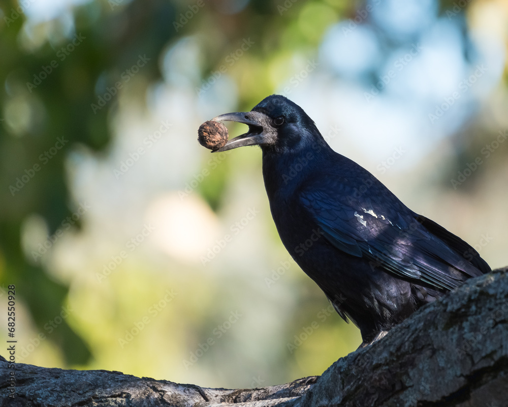 Obraz premium A Rook is Resting in an Old Park Tree and Holding a Nut in Its Beak