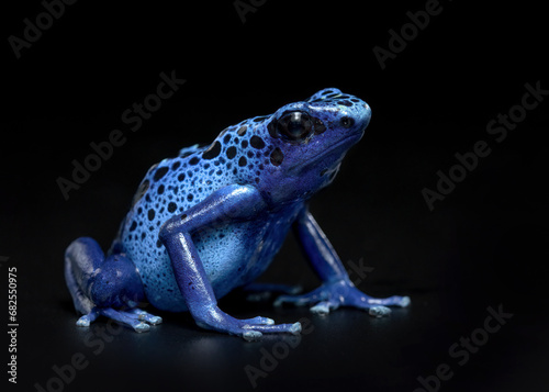 Obraz na plátně blue poison dart frog on black background