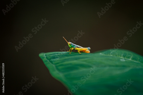 Grasshopper nymph (Baby Grasshopper) in leaf, animal closeup 