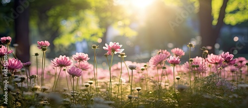 In the lush green garden, the beautiful pink flowers swayed gracefully, captivating the people with their vibrant color and organic growth in the summer sunlight. The field was a space where nature
