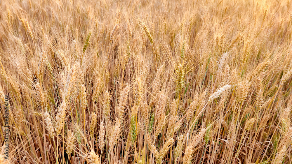 wheat growing in a field on a farm wheat growing in a field on a farm