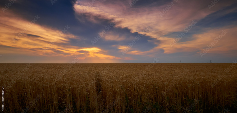 wheat growing in a field on a farm