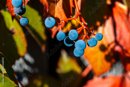 Parthenocissus is a genus of vines belonging to the family of vines. Vitaceae. photo