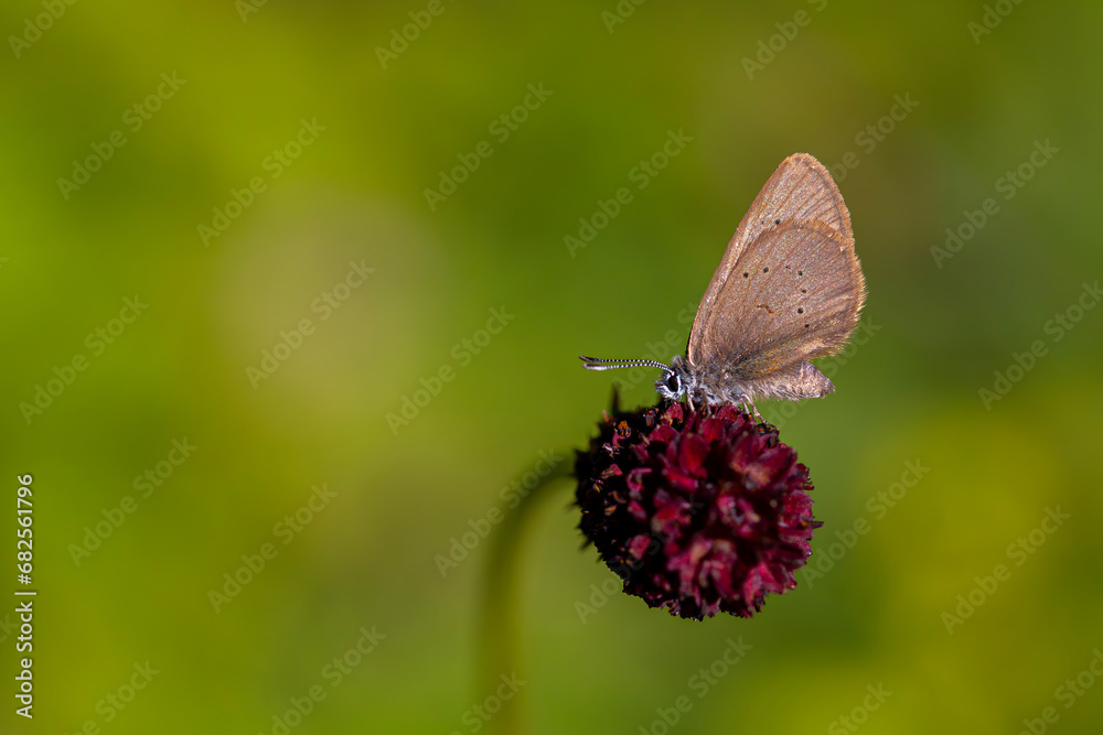 Fototapeta premium brown little butterfly on host plant, Phengaris nausithous