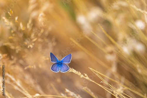 butterfly with wonderful upper wings blue