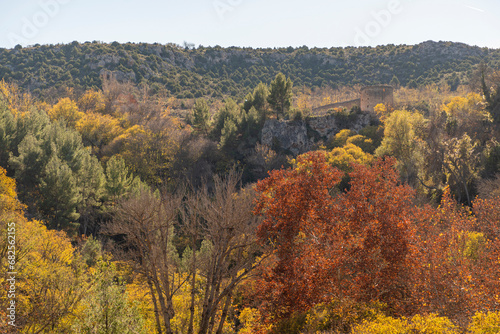 Forest in autumn, autumn-coloured trees. Autumn colours.  © servando