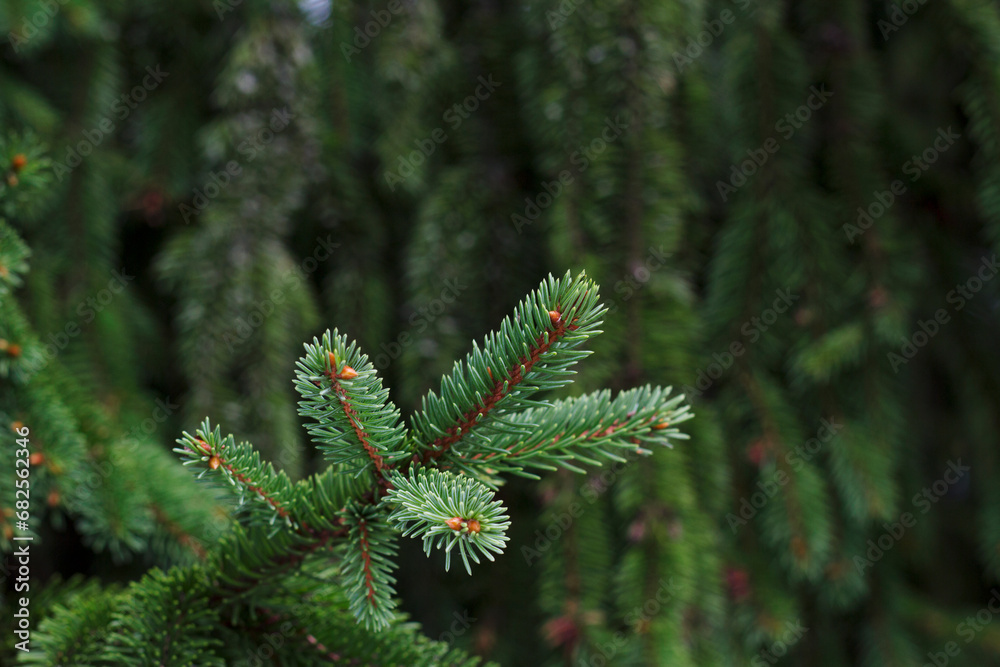 green fir tree branch with unfocused textured forest background green fir tree branch with unfocused textured forest background