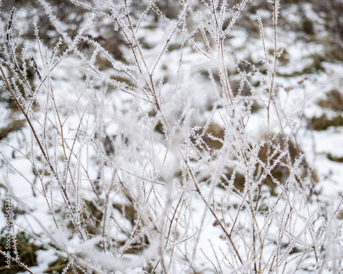 Zimowe tło, śnieg i leśne trawy photo