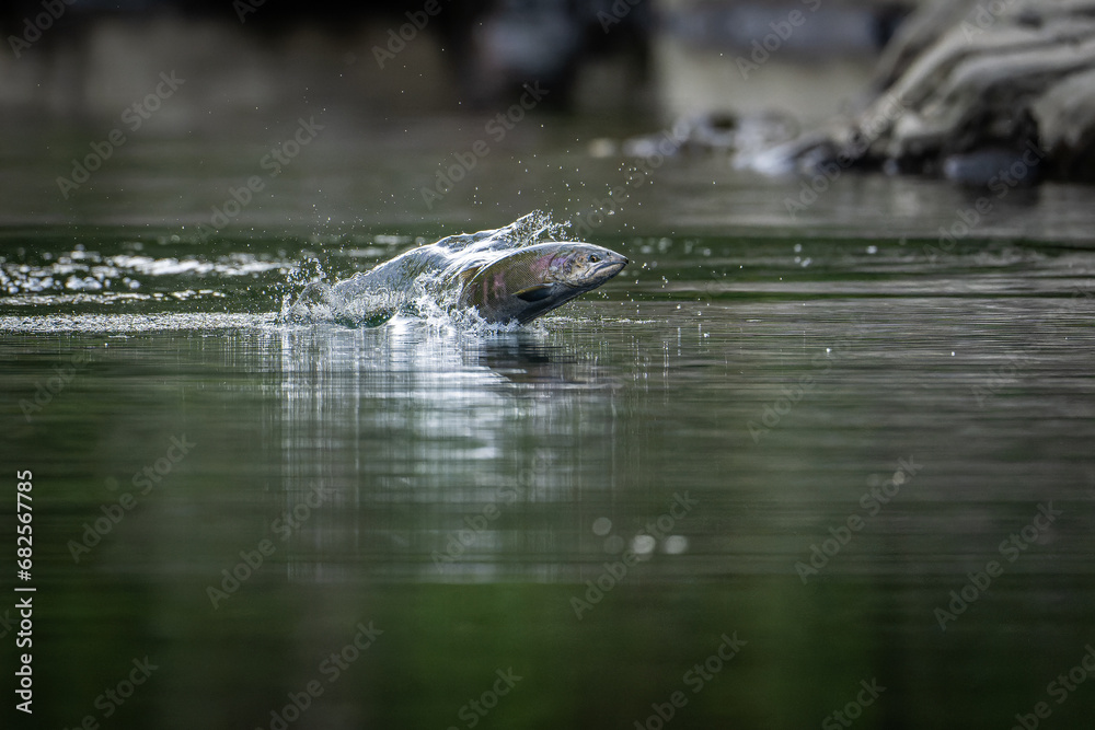 Obraz premium 北海道の9月、サクラマスの秋。 