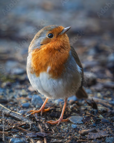 Close up of a robin