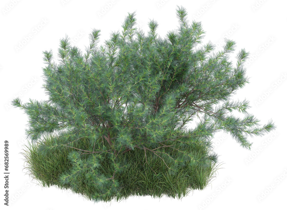 Fototapeta premium small tree on grass