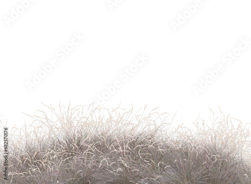 Dried grass isolated 