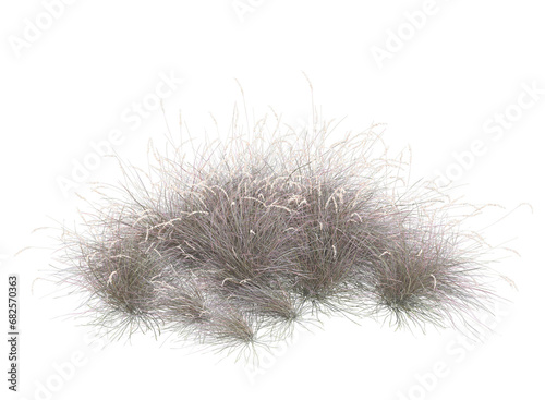 Various types of dried plants grass bushes shrub and small plants isolated	

