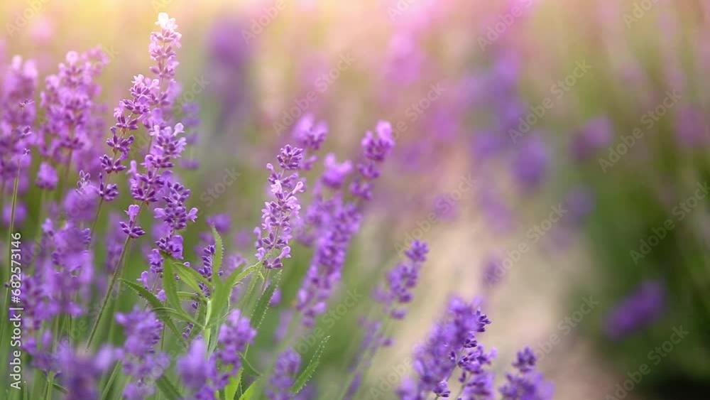 Sunset over a violet lavender field in Provence, France Sunset over a violet lavender field in Provence, France