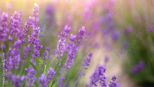 Sunset over a violet lavender field in Provence, France