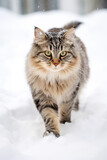 Beautiful cat outside in the winter snow