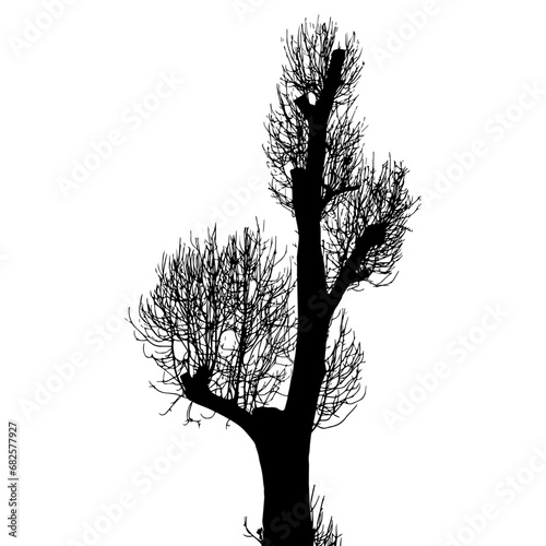 Bare deciduous tree with naked branches. Black silhouette on white background.