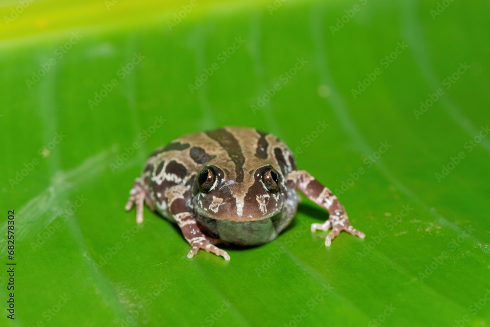 A cute Bubbling Kassina, or Senegal running frog (Kassina senegalensis) on a large green leaf near a pond on a warm summer's evening A cute Bubbling Kassina, or Senegal running frog (Kassina senegalensis) on a large green leaf near a pond on a warm summer's evening