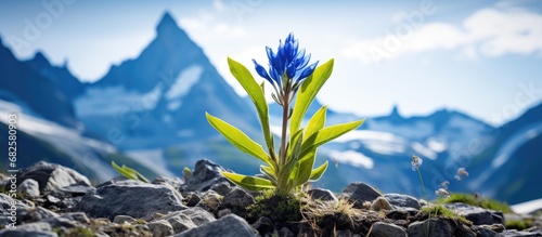In the beautiful natural landscape of European mountains, a majestic blue Gentiana Asclepiadea flower blooms isolated in a white background, adding a touch of floral elegance to the summer scenery photo
