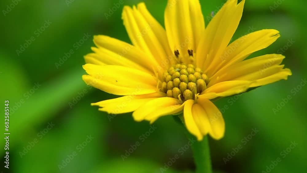 Wedelia flowers bloom beautifully in the wind Wedelia flowers bloom beautifully in the wind