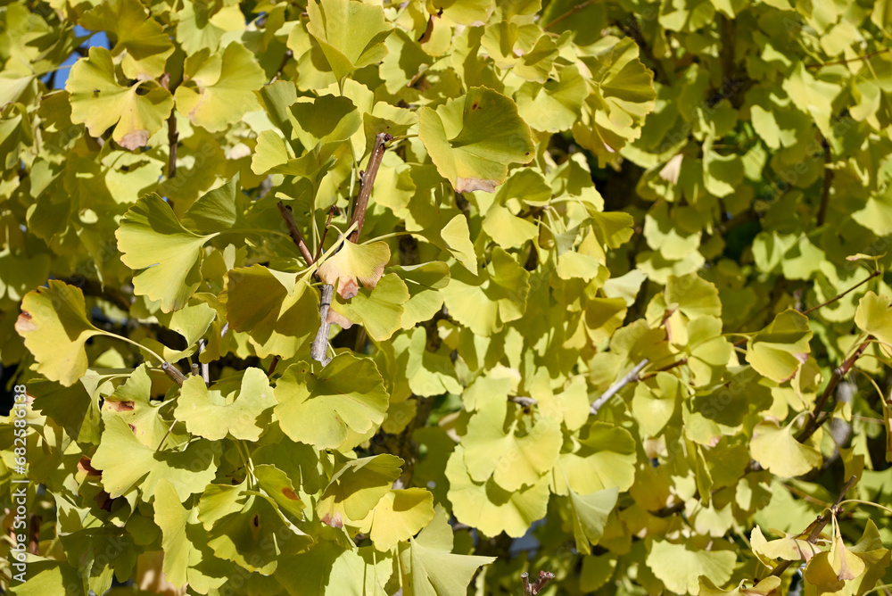 green ginkgo leaves turn to yellow in sunny autumn day green ginkgo leaves turn to yellow in sunny autumn day